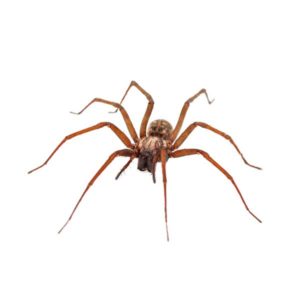 Domestic Spider identification in Aberdeen, NC - Aberdeen Exterminating 