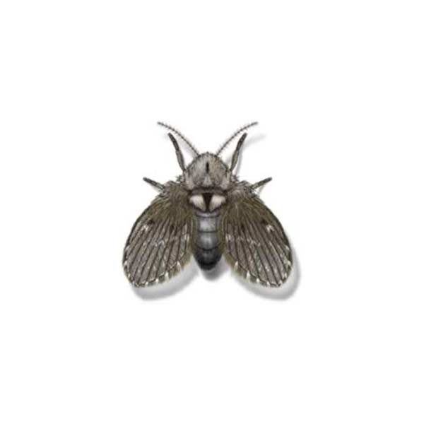 Drain Fly identification in Aberdeen, NC - Aberdeen Exterminating 