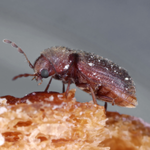 Drugstore Beetle identification in Aberdeen, NC - Aberdeen Exterminating 