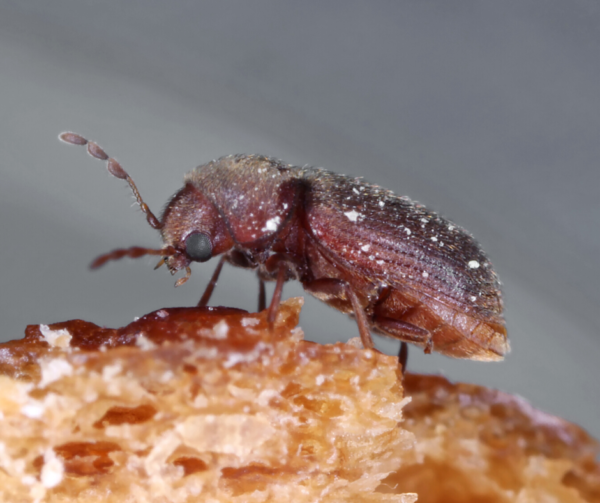 Drugstore Beetle identification in Aberdeen, NC - Aberdeen Exterminating 