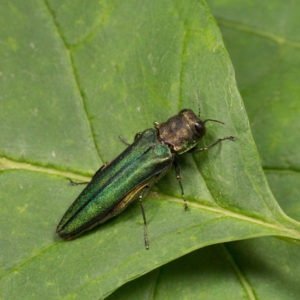 Emerald ash borer  in Aberdeen, NC - Aberdeen Exterminating 