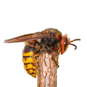 European Hornet identification in Aberdeen, NC - Aberdeen Exterminating 