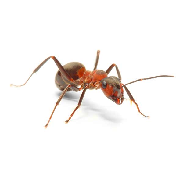 Field Ant identification in Aberdeen, NC - Aberdeen Exterminating 