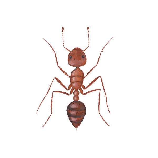 Fire Ant identification in Aberdeen, NC - Aberdeen Exterminating 