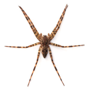 Fishing Spider identification in Aberdeen, NC - Aberdeen Exterminating 