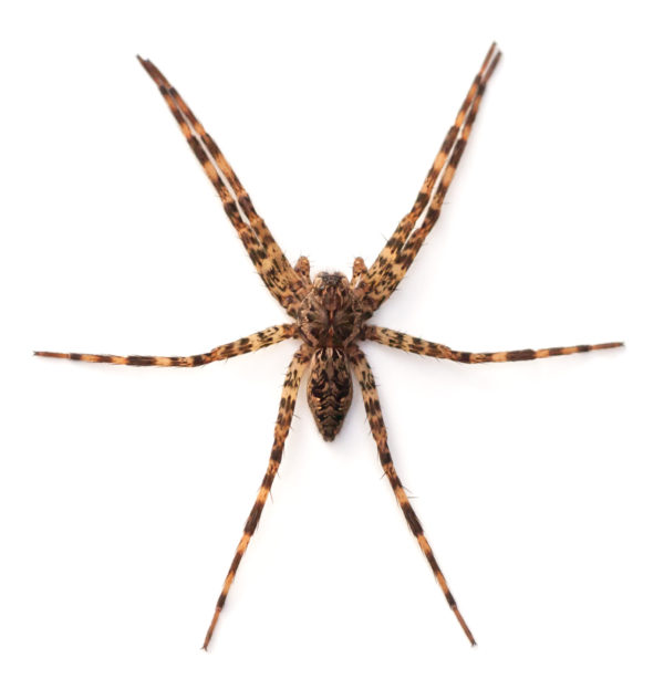 Fishing Spider identification in Aberdeen, NC - Aberdeen Exterminating 