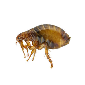 Flea identification in Aberdeen, NC - Aberdeen Exterminating 