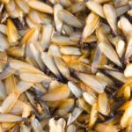 Flying termites in Moore County NC - Aberdeen Exterminating