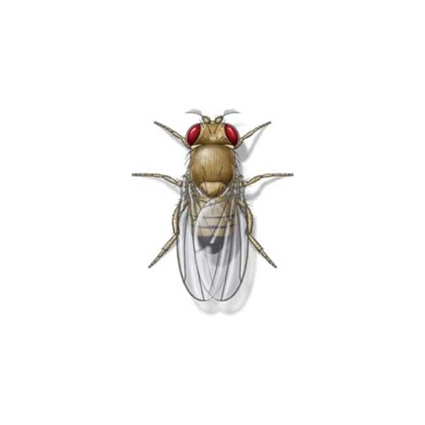 Fruit Fly identification in Aberdeen, NC - Aberdeen Exterminating 