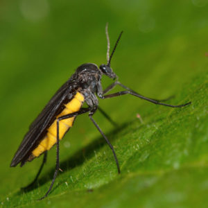 Fungus Gnat Fly identification in Aberdeen, NC - Aberdeen Exterminating 