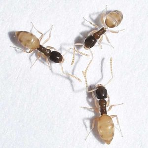Ghost Ant identification in Aberdeen, NC - Aberdeen Exterminating 