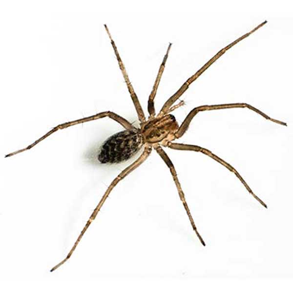 Giant House Spider identification in Aberdeen, NC - Aberdeen Exterminating 