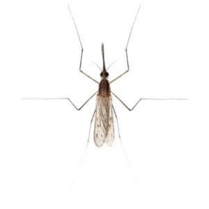 Gnat Fly identification in Aberdeen, NC - Aberdeen Exterminating 