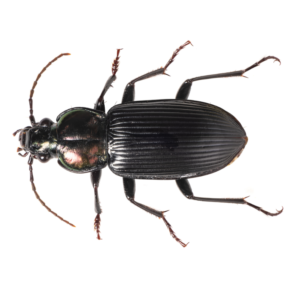 Ground Beetle identification in Aberdeen, NC - Aberdeen Exterminating 