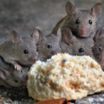 Group of mice in Aberdeen NC Home - Aberdeen Exterminating