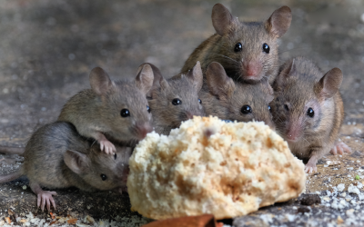 Group of mice in Aberdeen NC Home - Aberdeen Exterminating