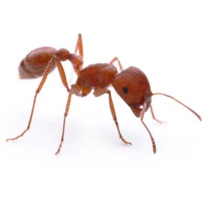 Harvester Ant identification in Aberdeen, NC - Aberdeen Exterminating 