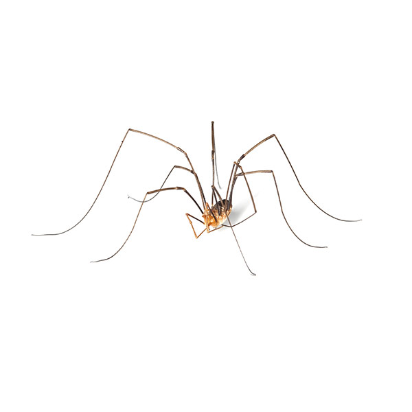 Daddy long legs Spider identification in Aberdeen, NC - Aberdeen Exterminating 