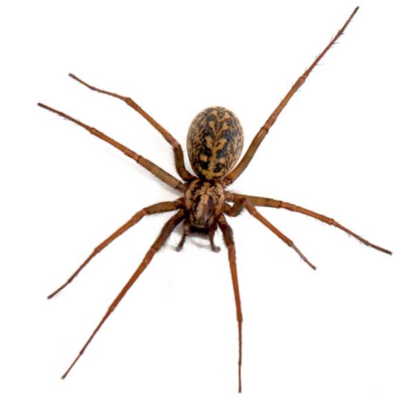 Hobo Spider identification in Aberdeen, NC - Aberdeen Exterminating 
