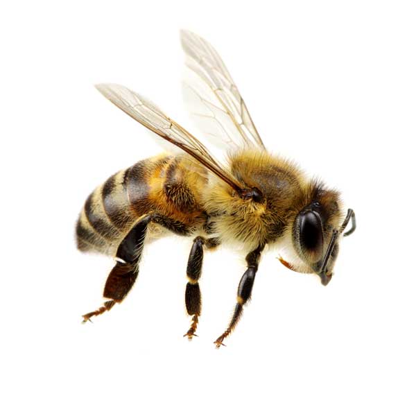 Honey Bee identification in Aberdeen, NC - Aberdeen Exterminating 