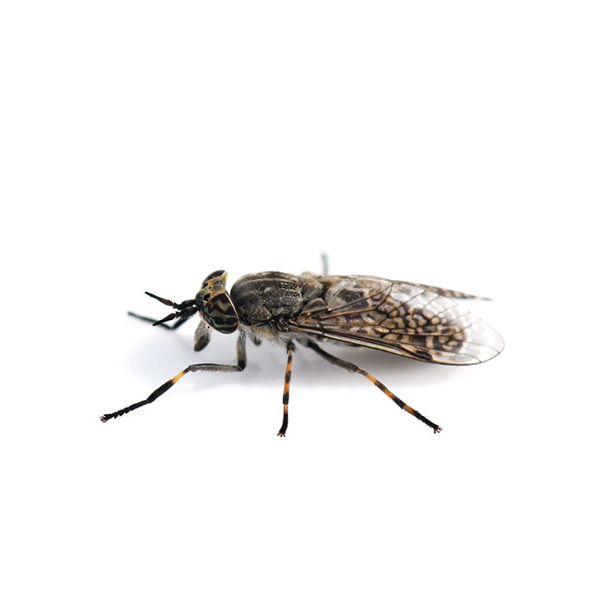 Horse Fly identification in Aberdeen, NC - Aberdeen Exterminating 