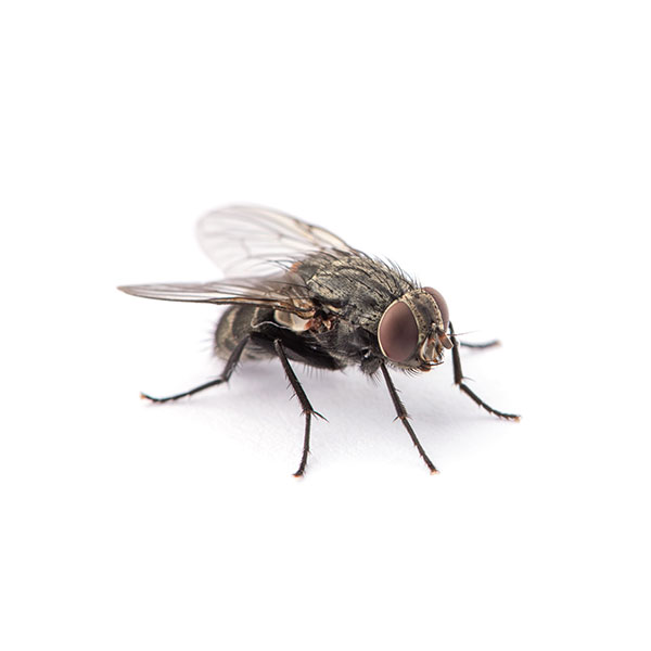 House Fly identification in Aberdeen, NC - Aberdeen Exterminating 