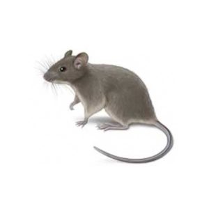 House Mouse identification in Aberdeen, NC - Aberdeen Exterminating 