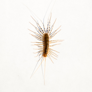 House Centipede identification in Aberdeen, NC - Aberdeen Exterminating 
