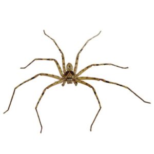 Huntsman Spider identification in Aberdeen, NC - Aberdeen Exterminating 