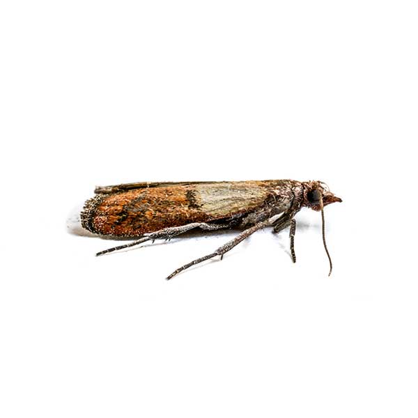 Moth identification in Aberdeen, NC - Aberdeen Exterminating 