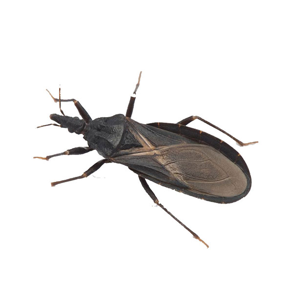 Kissing Bug identification in Aberdeen, NC - Aberdeen Exterminating 