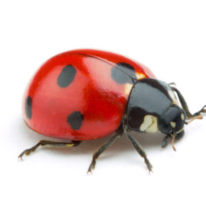 Ladybug identification in Aberdeen, NC - Aberdeen Exterminating 