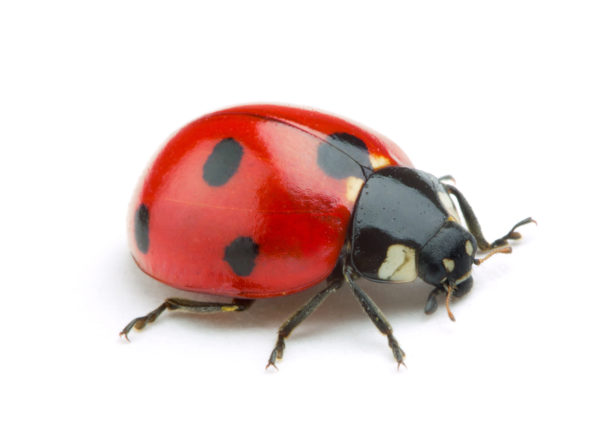 Ladybug identification in Aberdeen, NC - Aberdeen Exterminating 