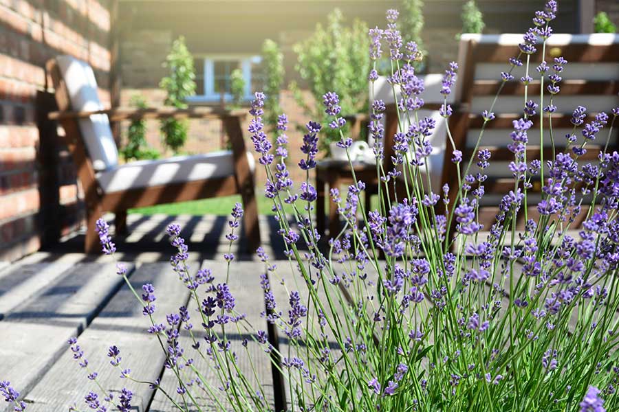 What are the best plants to keep mosquitoes away in Aberdeen, NC - Aberdeen Exterminating 