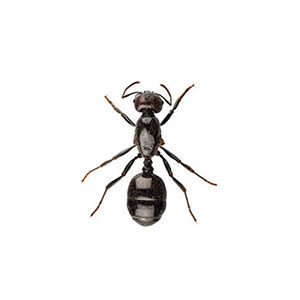 Little Black Ant identification in Aberdeen, NC - Aberdeen Exterminating 