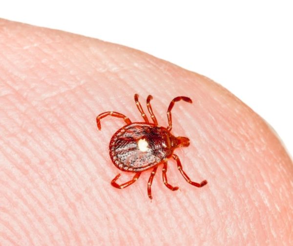 Lone Star Tick identification in Aberdeen, NC - Aberdeen Exterminating 