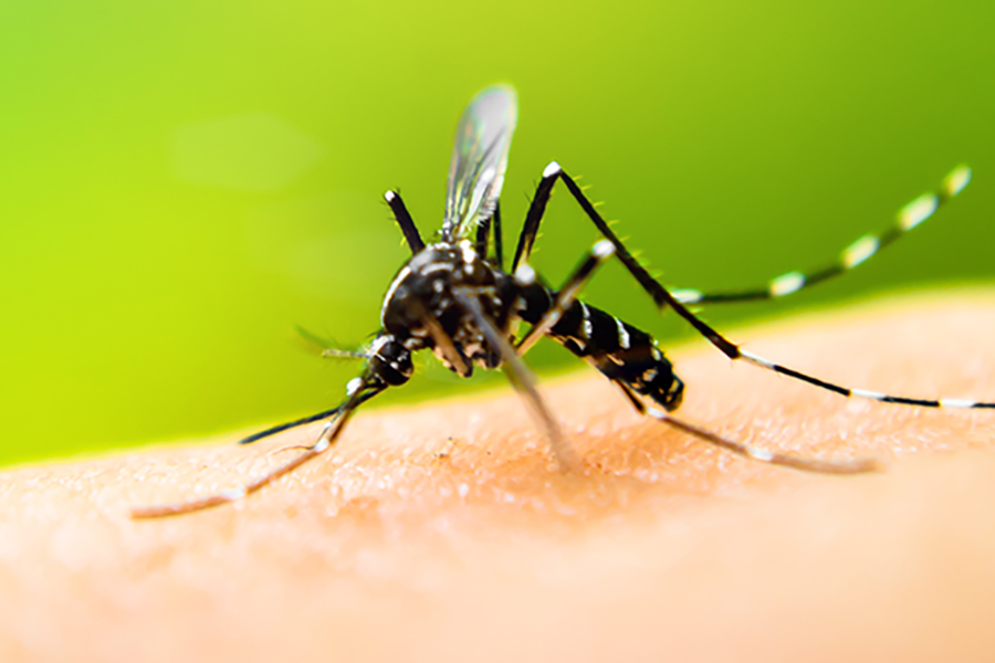 Mosquito Identification in Aberdeen, NC - Aberdeen Exterminating 