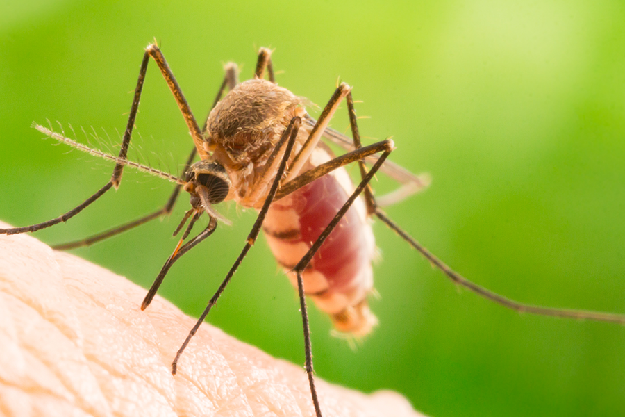 Mosquito prevention
