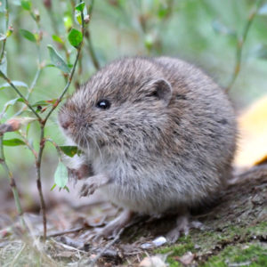 Vole identification Aberdeen, NC - Aberdeen Exterminating 