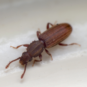 Merchant grain beetle identification in Aberdeen, NC - Aberdeen Exterminating 