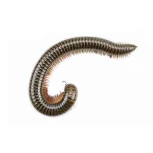Millipede identification in Aberdeen, NC - Aberdeen Exterminating 