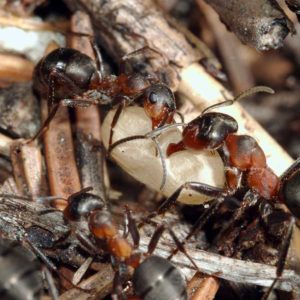 Moisture Ant identification in Aberdeen, NC - Aberdeen Exterminating 