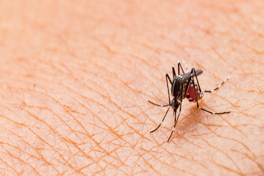 Do mosquitoes bite in Aberdeen, NC - Aberdeen Exterminating 