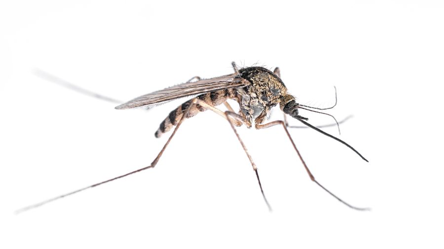 What do mosquitoes look like in Aberdeen, NC - Aberdeen Exterminating 