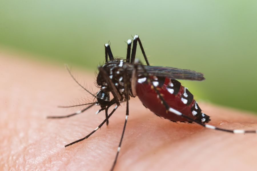 Can mosquitoes transmit HIV or AIDS? - Aberdeen Exterminating in Moore County NC
