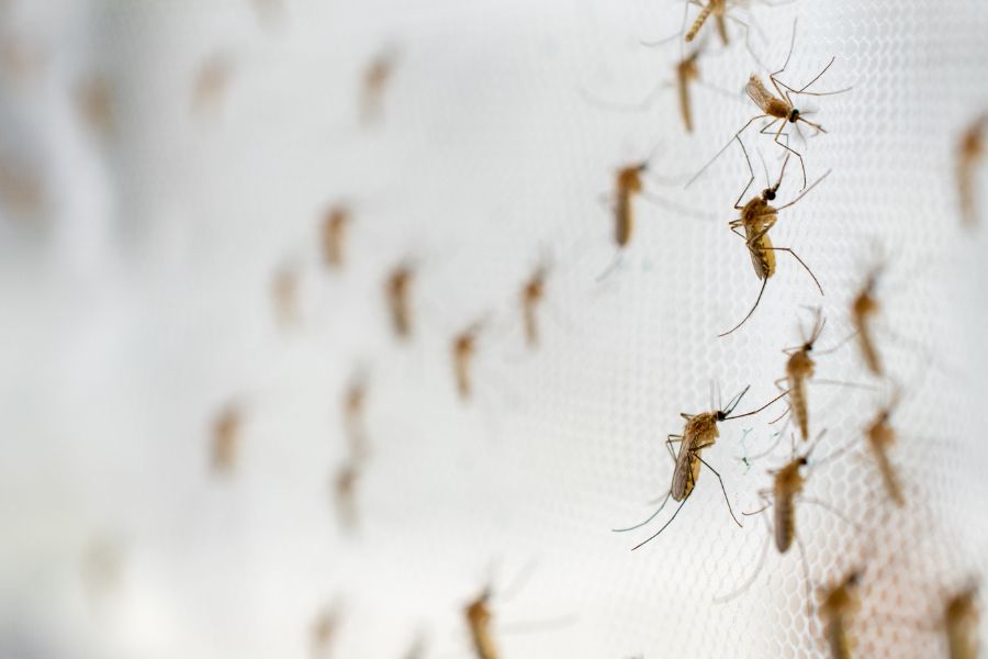 Where do mosquitoes breed? - Aberdeen Exterminating in Moore County NC