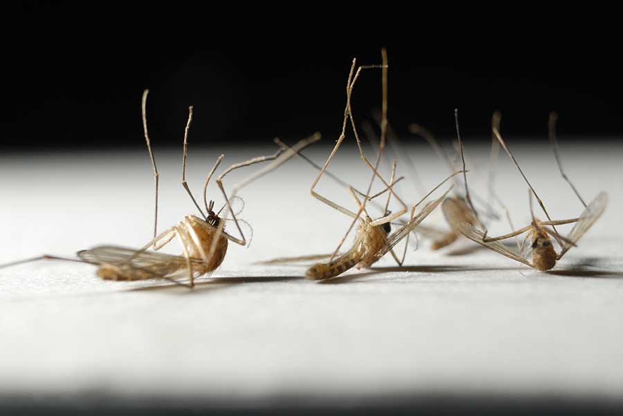 What is the lifespan of a mosquito in Aberdeen, NC - Aberdeen Exterminating 