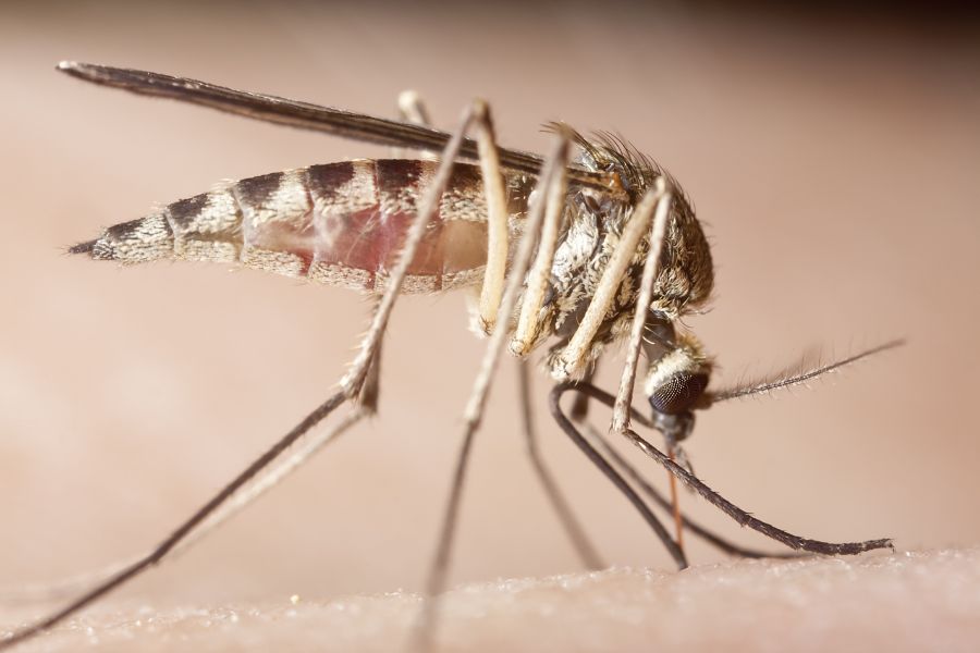 What diseases do mosquitoes spread in Aberdeen, NC - Aberdeen Exterminating 