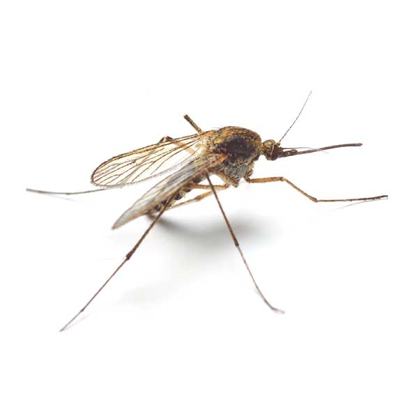 Mosquito Identification in your area