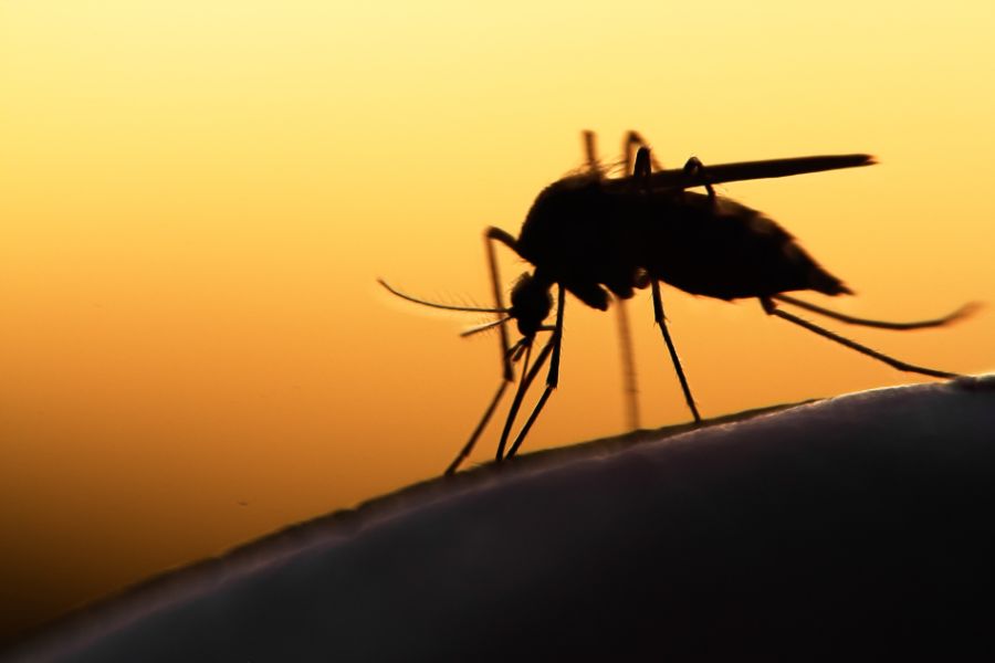Are mosquitoes attracted to light in Aberdeen, NC - Aberdeen Exterminating 